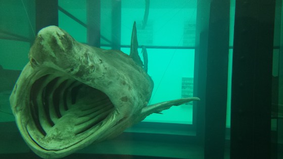 massive shark in formaldehyde tank