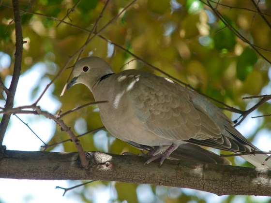 eurasian collared dove