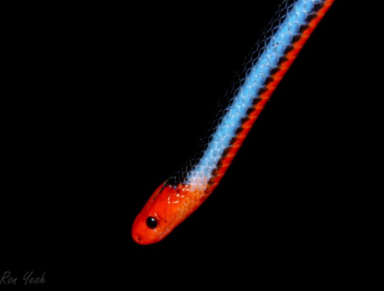 Blue Coral snake