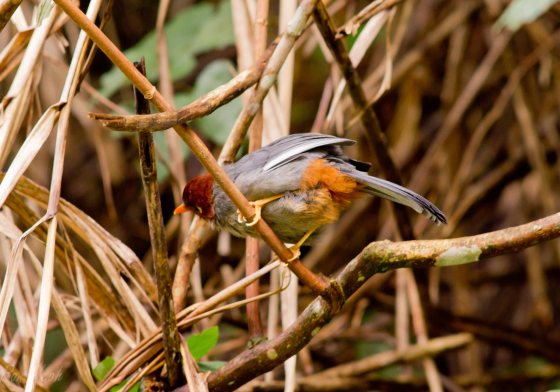 the first bird we saw was the chestnut capped laughing thrush..not an endemic..