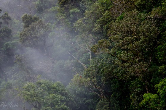 the view from the platform