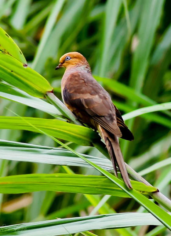 cuckoo dove