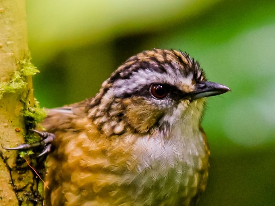 mountain wren babbler up close