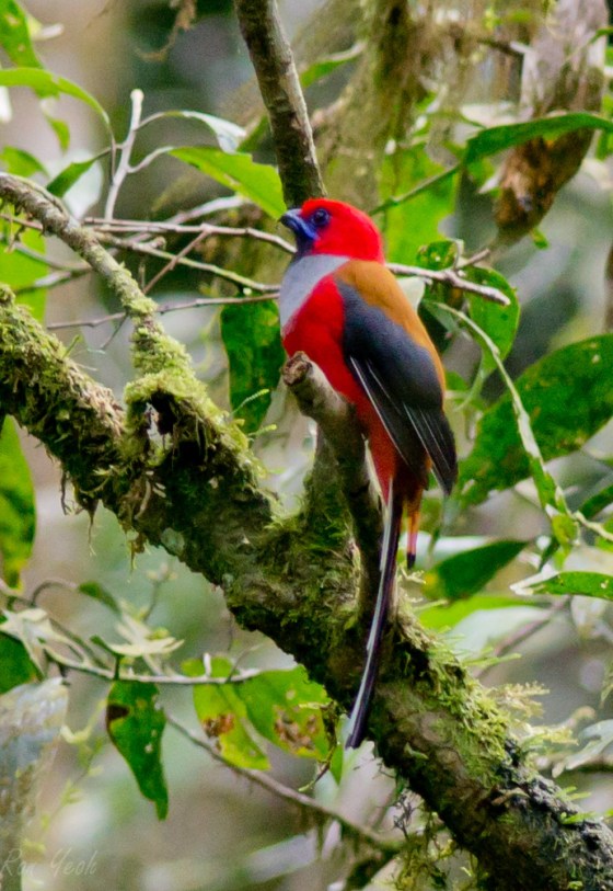 side view of trogon