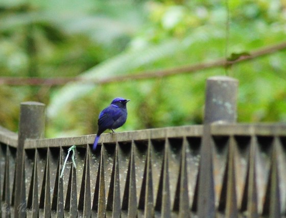the blue nlitava was the first gorgeous bird we saw within minutes...