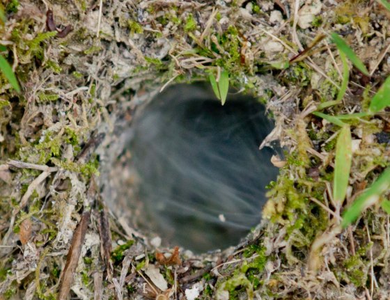 Tarantula nest...