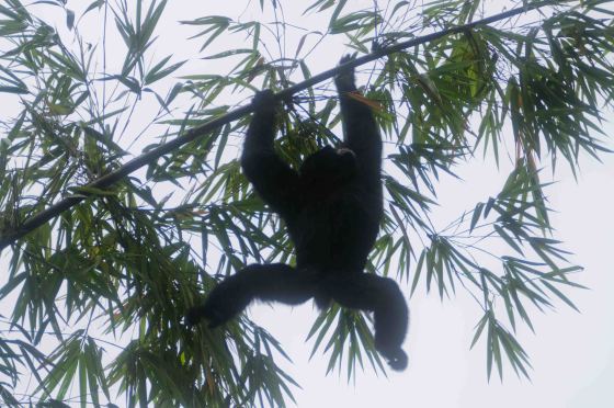 swinging over the road