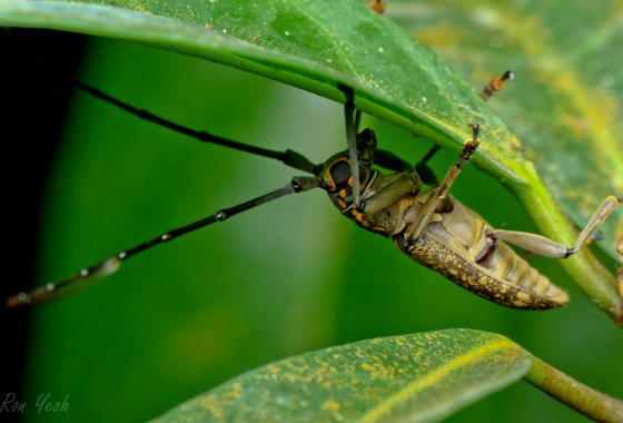 Long horned beetle