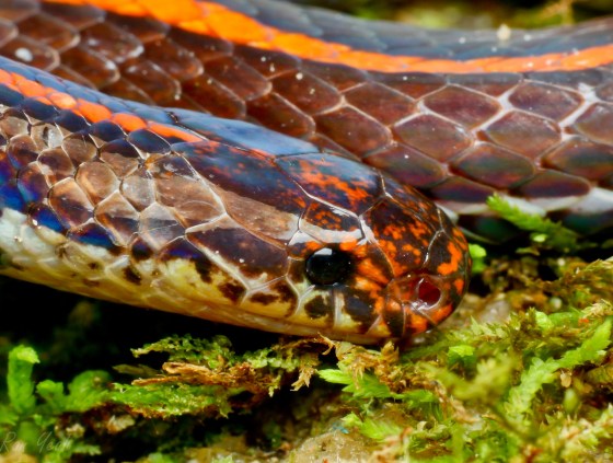 close up of head