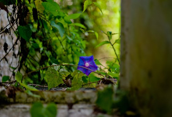 but even amidst the decay, there was beauty in nature... 