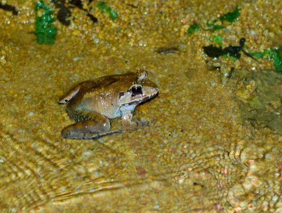 Malayan Bull Frog?