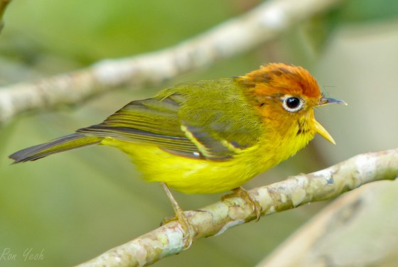 yellow breasted warbler