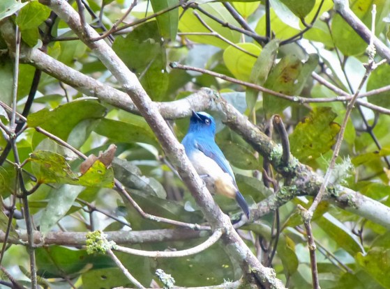 indigo flycatcher
