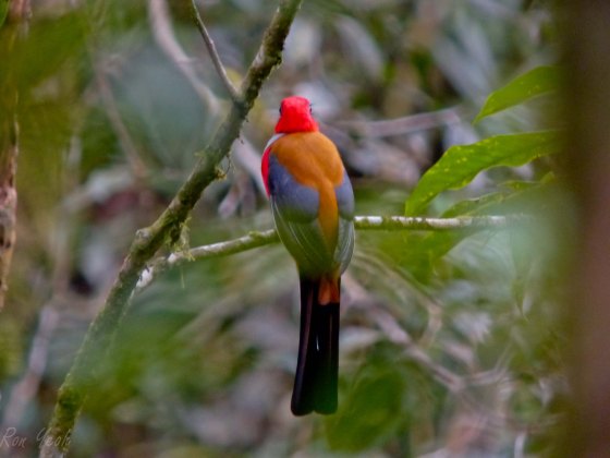 back view of trogon