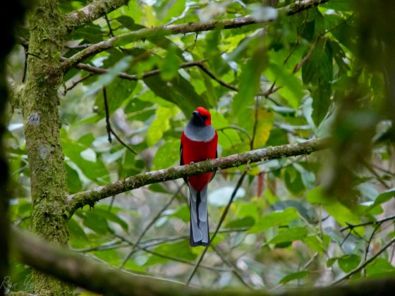 Whitehead's Trogon