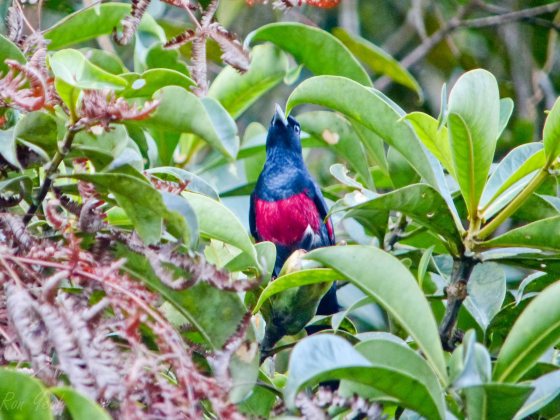 black and crimson oriole