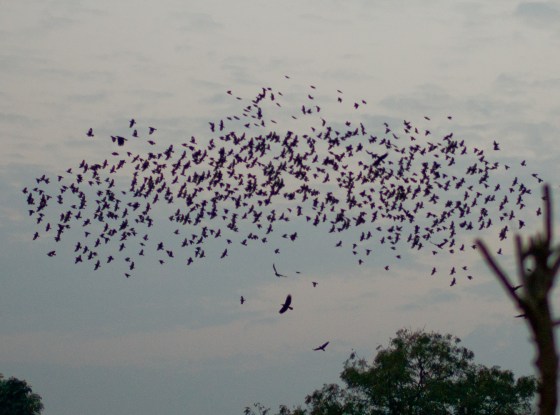 Huge  flock of starlings welcoming us at the moonlight garden