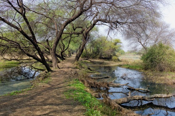 bund leading to pythons