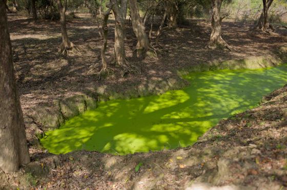 beautiful green pond in the arid scape