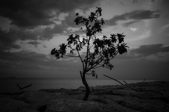 a lone tree at the breakwater