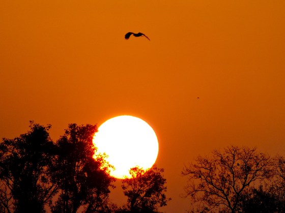 the birds began to stir