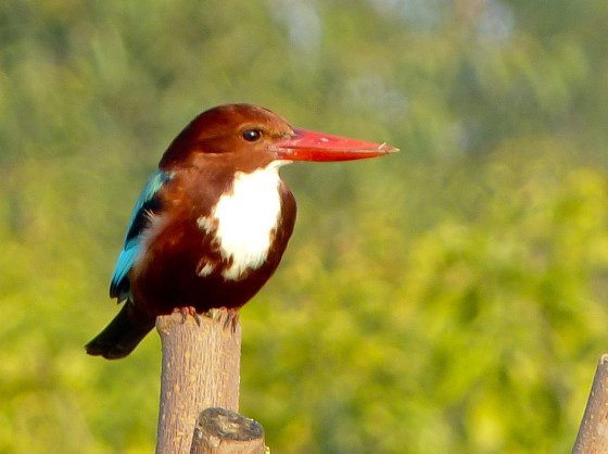 White throated kingfisher