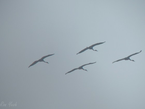 sarus cranes in flight