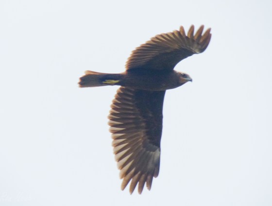 Marsh Harrier