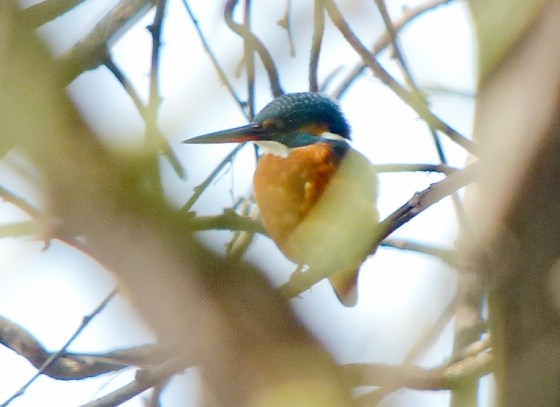 the uncommon common kingfisher