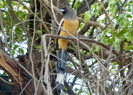 rufous treepie