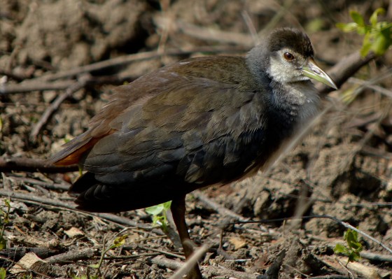 not sure what this is!