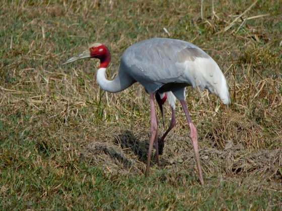Sarus Crane