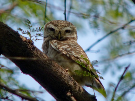 little spotted owl
