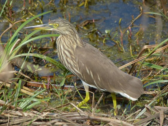 pond heron