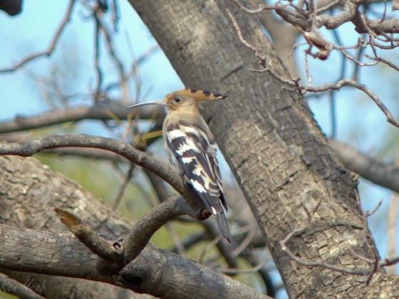 hoopoe