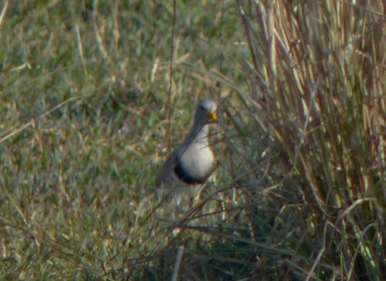 grey headed lapwing