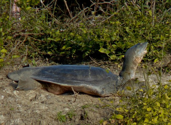 flat topped tortoise