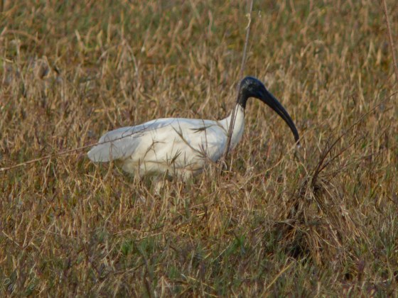 ibis