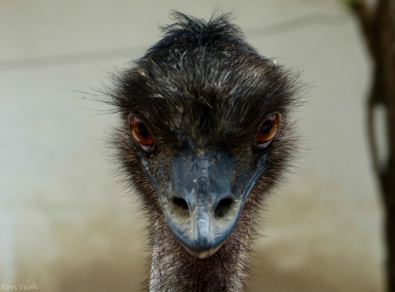 An emu welcome
