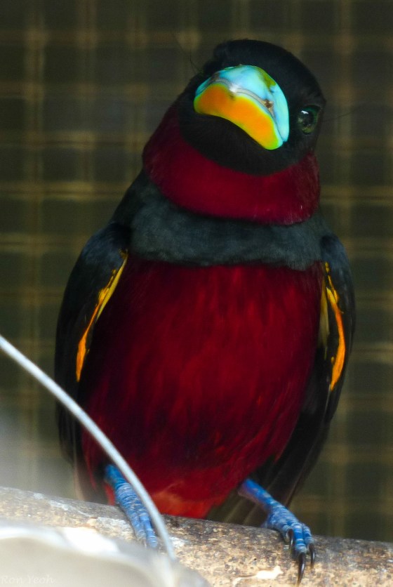 the black and red broadbill which I had seen in the wild in Malim Nawar a few weeks ago but had not been able to photograph
