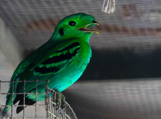 spectacular green broadbill