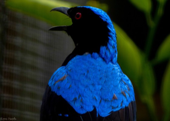 Asian fairy bluebird