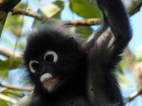 spectacled simian