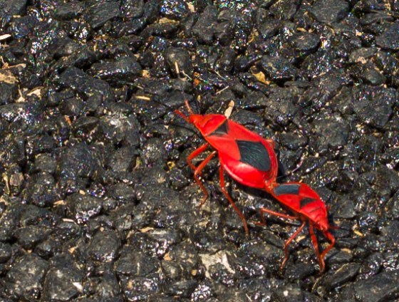 interesting bugs just before we left...