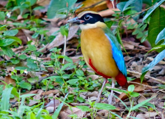 the beautiful blue winged pitta