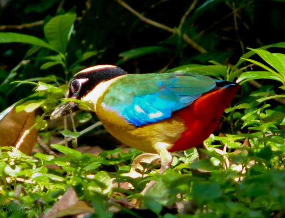 brilliantly coloured BW pitta with large blue wing patch
