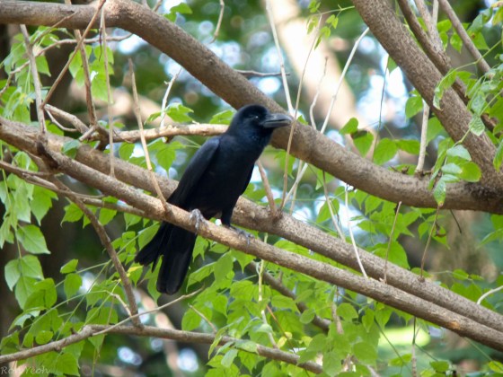 crows were everywhere...