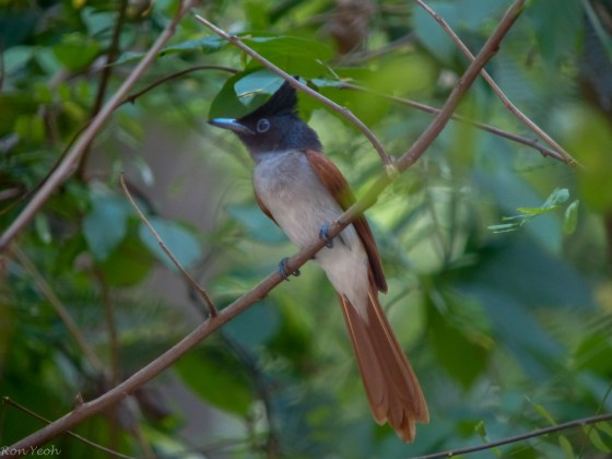 probably the prettiest bird this morning...the Asian Paradise Flycatcher