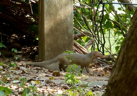 this handsome fellow popped up..otter or mongoose?