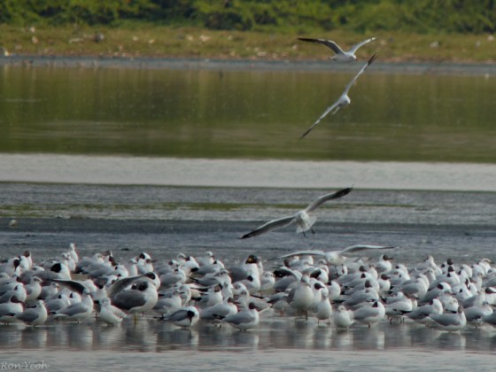 huge flock of gulls
